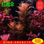 鱼缸 自养水下叶 红雨伞水草 造景红色水草草缸造景中后景水草