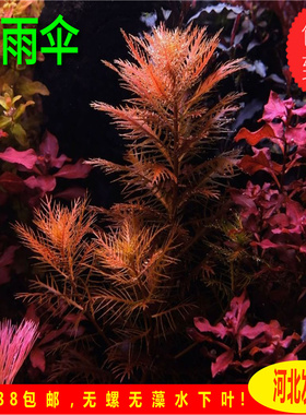 自养水下叶 红雨伞水草 鱼缸 造景红色水草草缸造景中后景水草