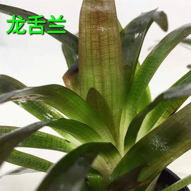 龙舌兰ada水草稀水兰细叶水兰北美水兰小水兰工作室自养水下叶