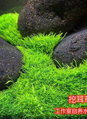 挖耳草无菌杯前景迷你牛毛草坪荷兰景草缸鱼缸趴地矮