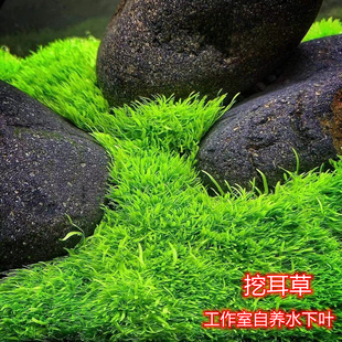 挖耳草自养水下叶无菌杯前景迷你牛毛草坪荷兰景草缸鱼缸趴地矮