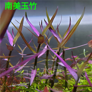 南美玉竹稀有水草中国风造景中后景挺水植物生态缸紫竹调紫色水草
