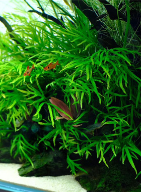 叉叶铁皇冠稀有水草淡水十字铁自养水下叶草缸造景ada同款网红草