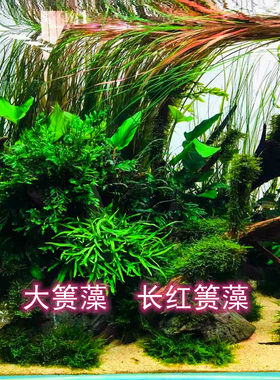 稀有水草ada红箦藻长红箦藻大箦藻中后景水草飘逸的后景草