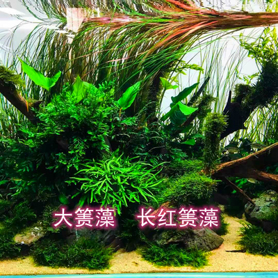 稀有水草ada红箦藻长红箦藻大箦藻中后景水草飘逸的后景草