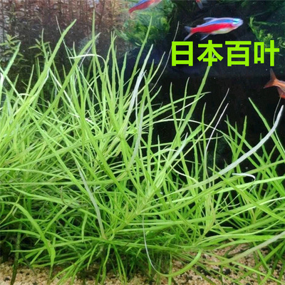 日本百叶中后景无需水草