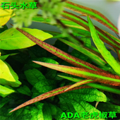 ADA老虎椒草稀有水草高端水草中后景水草阴性草自养水下叶