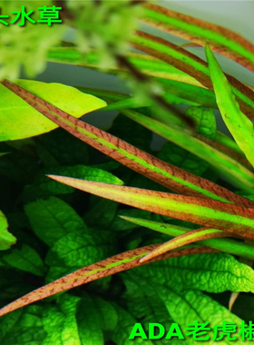 ADA老虎椒草稀有水草高端水草中后景水草阴性草自养水下叶