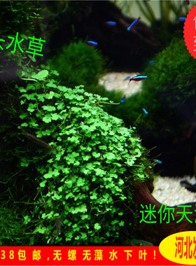 天湖葵迷你天胡葵迷你牛毛新手水草前景草造景水草无须co2