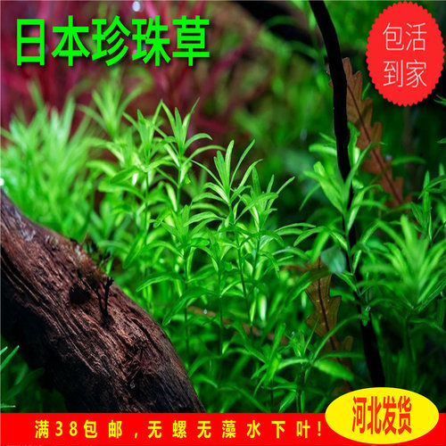 日本珍珠草自养水下叶二氧化碳