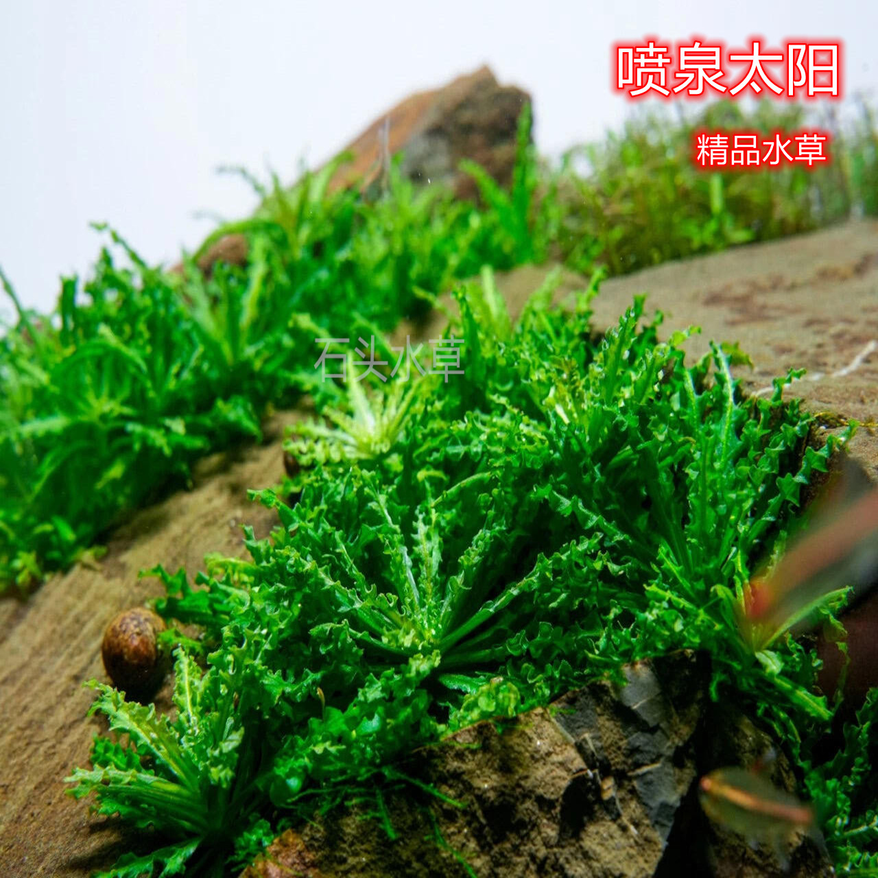 喷泉太阳精品水草高端水草图片