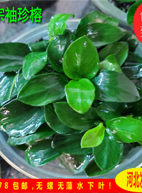袖珍水榕ada水草日本小榕造景阴性草保证水下叶不融叶的水溶
