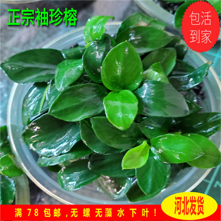 袖珍水榕ada水草日本小榕造景阴性草保证水下叶不融叶的水溶