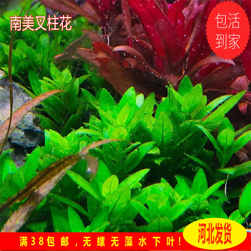 叉柱花水下叶翠绿色水草