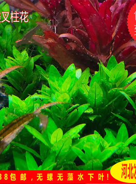 叉柱花南美叉住花自养水下叶前景水草草缸造景淡水养殖ada水草