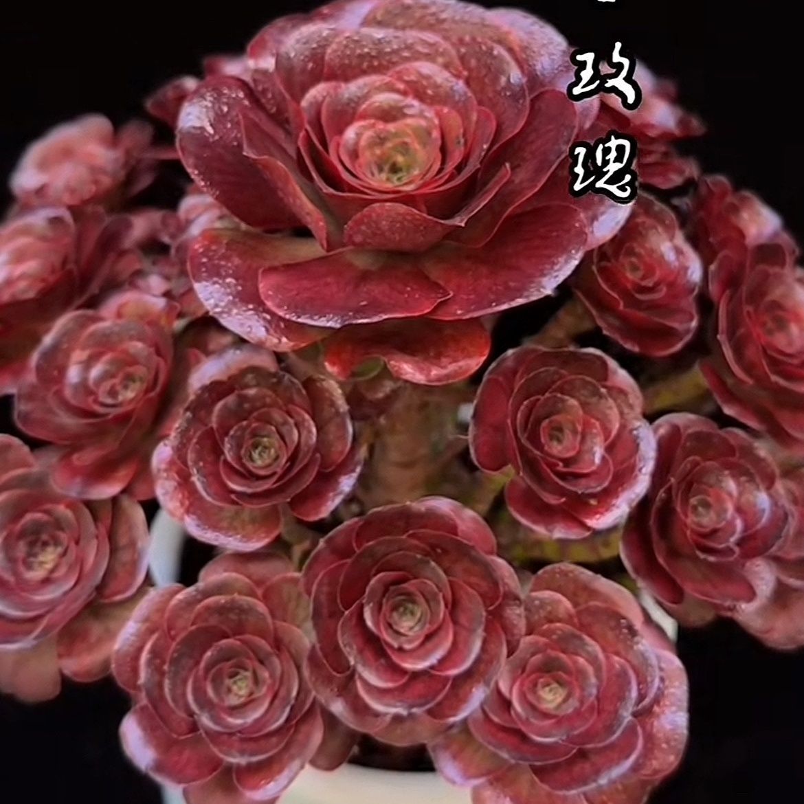 老桩红玫瑰黑武士法师多肉植物好养室内花卉盆栽绿植