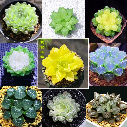 多肉植物组合盆栽黄金玉露琥珀冰灯冰川宝莲灯玉露室内盆栽好养活
