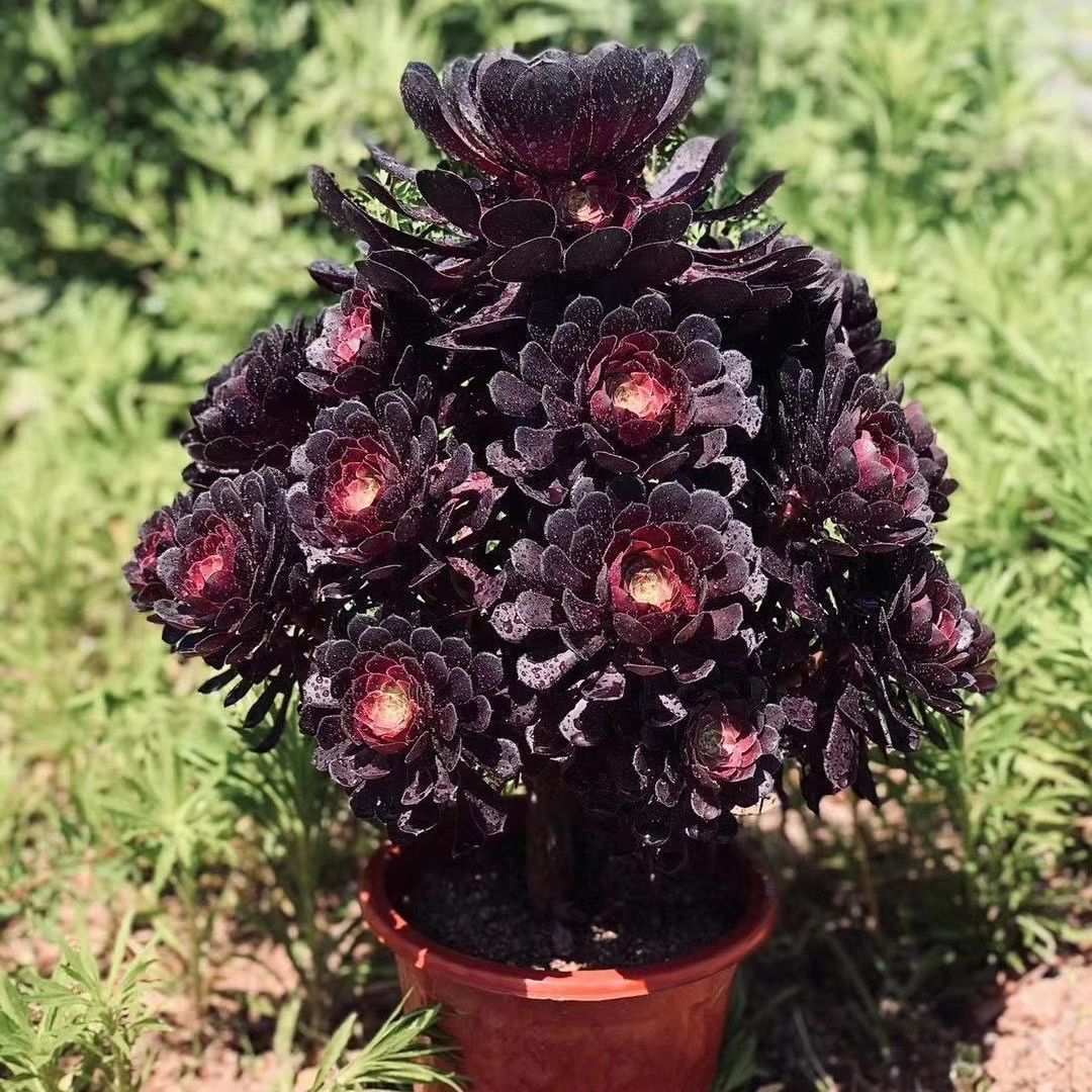 黑法师多肉植物美杜莎红腹轮黑铜壶万圣节玫瑰法师赤霞飞绿植盆栽