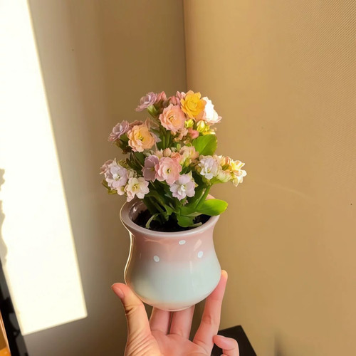 彩虹糖长寿花缤纷多彩花色带花苞开花多肉植物阳台绿植花卉盆栽