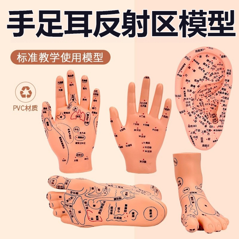 脚穴位模型足部底耳模耳朵手经络手部推拿针灸足底脚模反射区眼睛