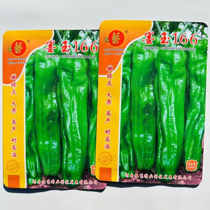 豫艺墨玉166辣椒种子大果薄皮泡椒种籽中辣耐高温抗病丰产四季种