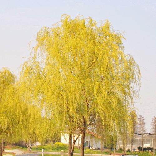 绿化树苗速生竹柳金丝垂柳苗小苗道路河边黄金柳树苗养金蝉柳树苗
