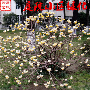 结香苗 结香 结香花苗 结香大小苗 金腰袋、打结花、梦冬花、喜花