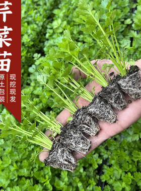 皇后西芹四季西芹四季香芹种子秋季盆栽阳台蔬菜种籽幼苗秧苗带土