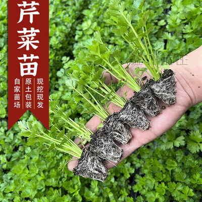 皇后西芹四季西芹四季香芹种子秋季盆栽阳台蔬菜种籽幼苗秧苗带土