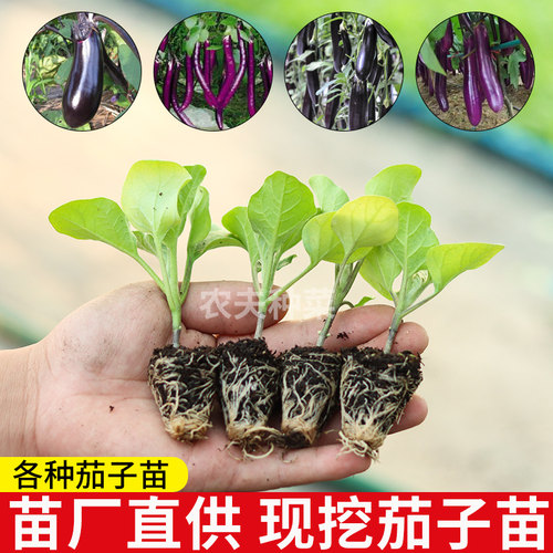 茄子苗杭茄紫长茄烧烤辣椒南方四季蔬菜圆青线秧辣椒水果小番茄苗