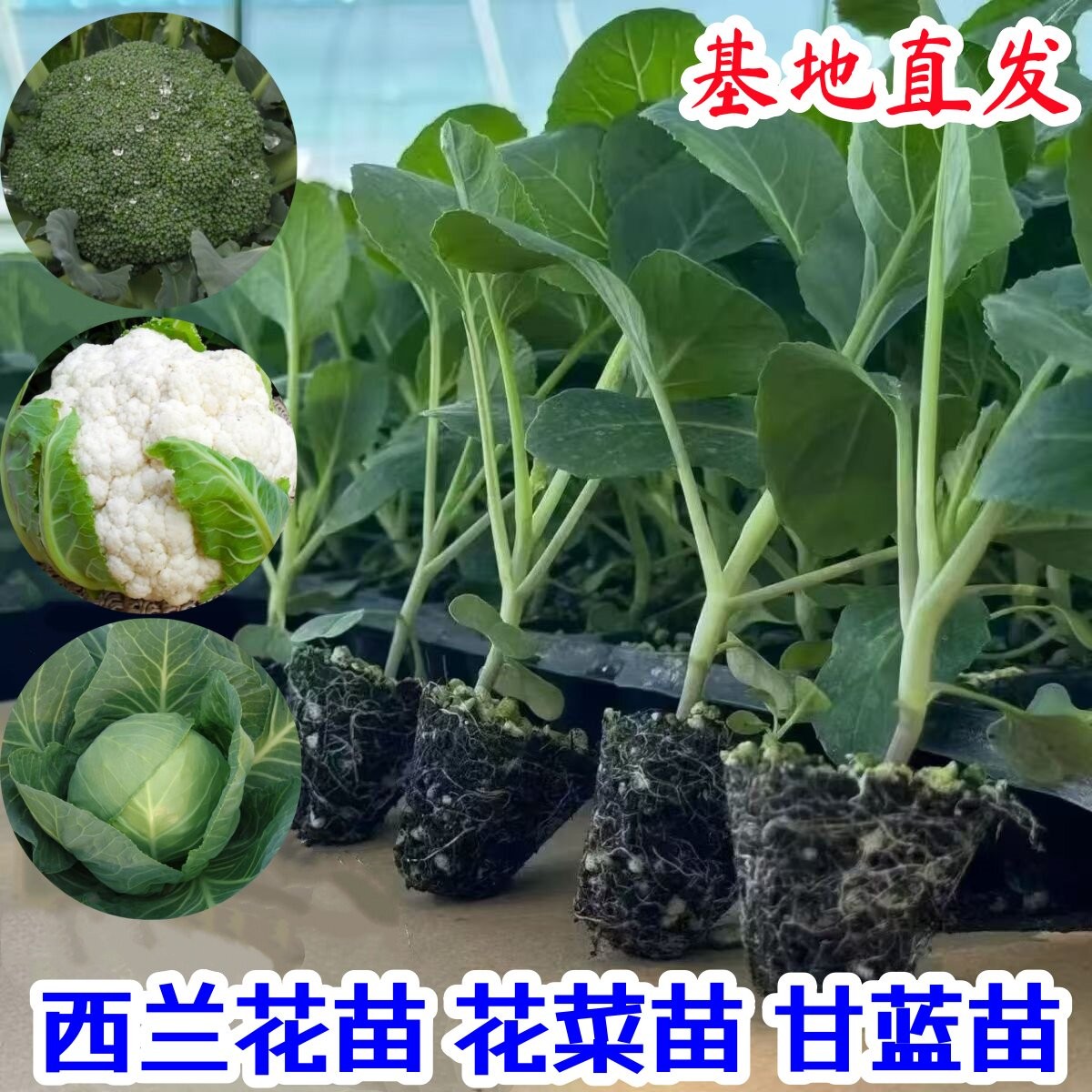 【寿光蔬菜】花菜苗白菜莴苣秧苗西兰花苗甘蓝苗芹菜苗耐寒叶菜苗图片