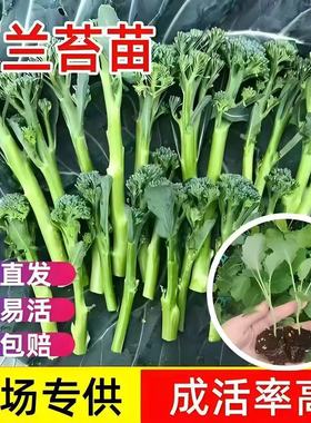 寿光西兰苔苗秧西兰花芥蓝松花菜种子耐寒春秋种植蔬菜苗阳台庭院