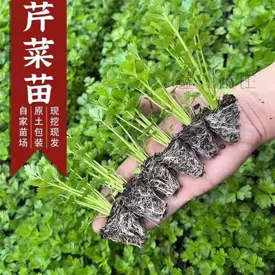 皇后西芹四季西芹四季香芹种子秋季盆栽阳台蔬菜种籽幼苗秧苗带土