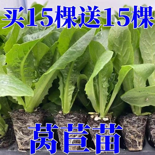 蔬菜苗窝笋苗小苗莴笋秧苗四季莴苣秧苗幼苗栽苗秋冬季菜苗莴笋苗