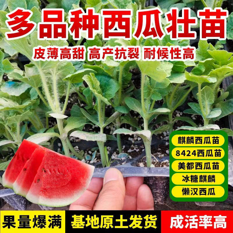 西瓜苗8424嫁接西瓜苗特甜麒麟超甜2K吊瓜冰糖黑美人黄壤盆栽西瓜