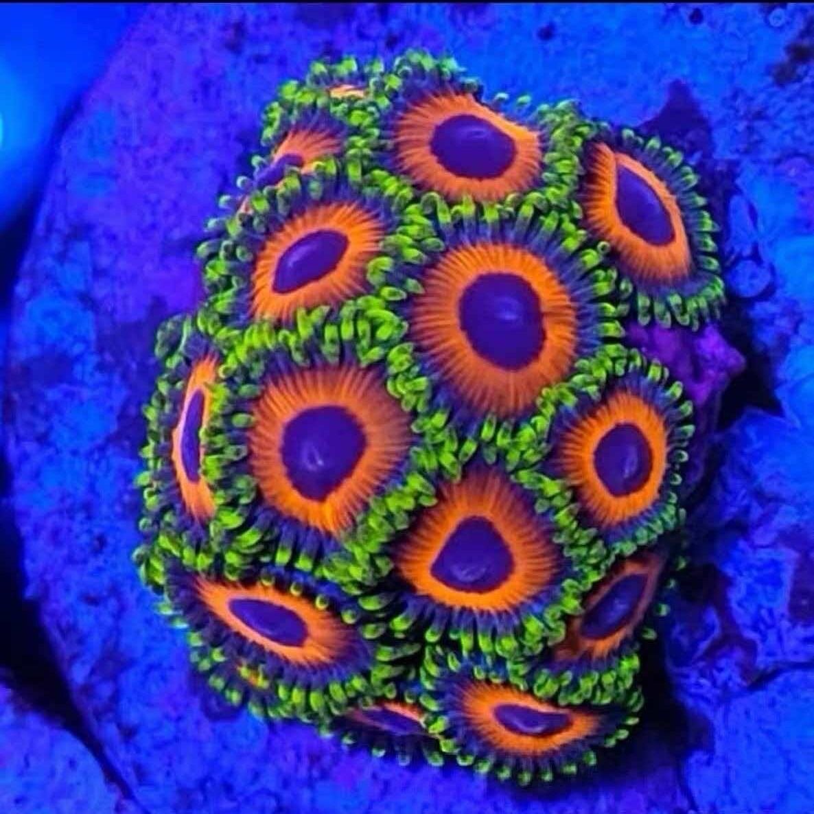 纽扣珊瑚海缸除藻生物海水珊瑚沙群海葵花群海葵造景海缸观赏