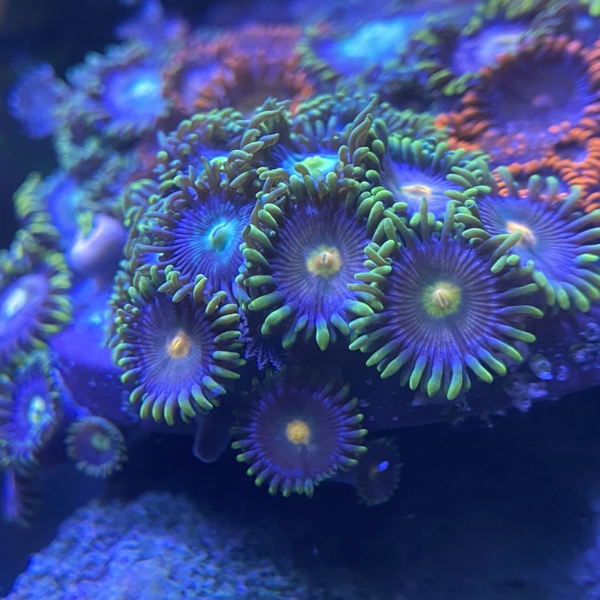 炫彩纽扣珊瑚拼盘大种珊瑚包邮