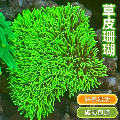 包邮荧光绿草皮珊瑚长须新手入门lps软体人工繁殖好养生物海缸