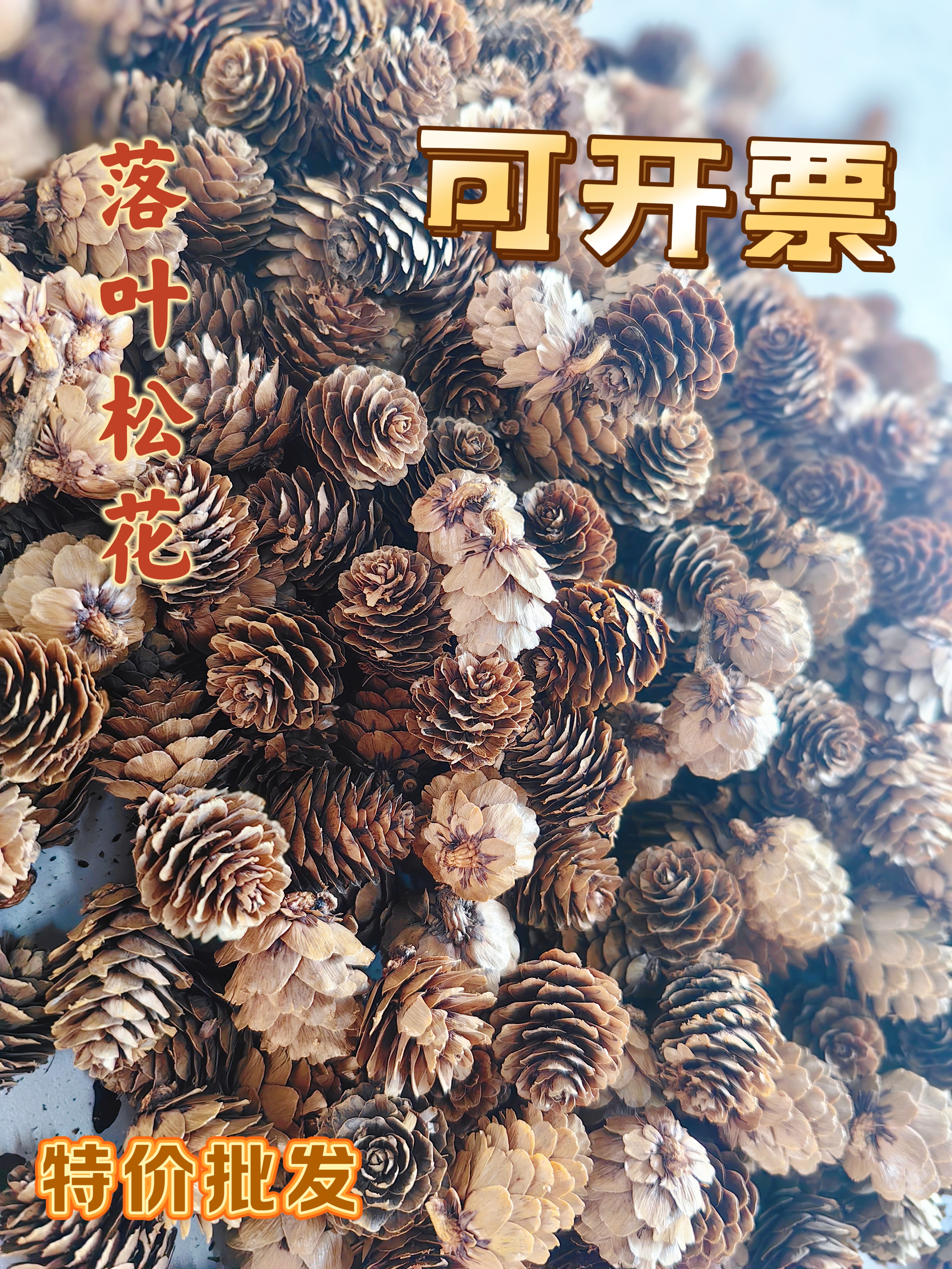 落叶松花小松果装饰松塔野生儿童手工创意手工幼儿园摆件材料圣诞