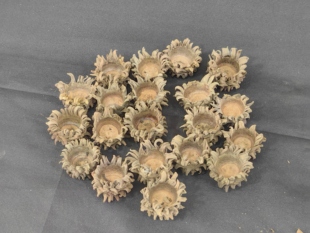 天然橡果 麻栎果实 橡子果壳 野生橡果帽 DIY装饰材料 手工饰品