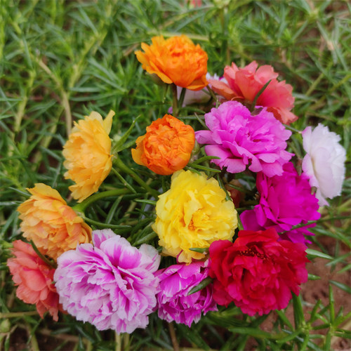 绿植太阳花重瓣宿根多色盆栽好看