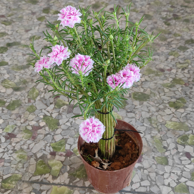 四季开花重瓣太阳花多色制作好的棒棒糖盆景原盆原土发货直播选货