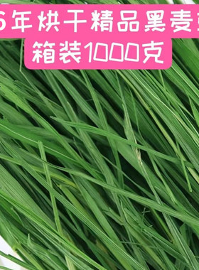 烘烤黑麦草1000g多叶翠绿牧草