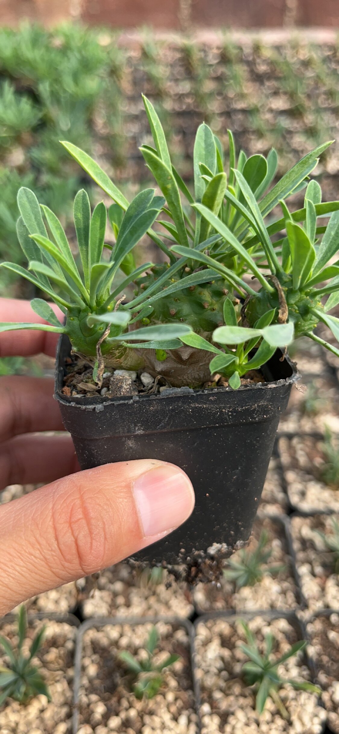 漳州嘟嘟多肉植物【峨眉山】块状类之类进口实生品种仙人球批 发