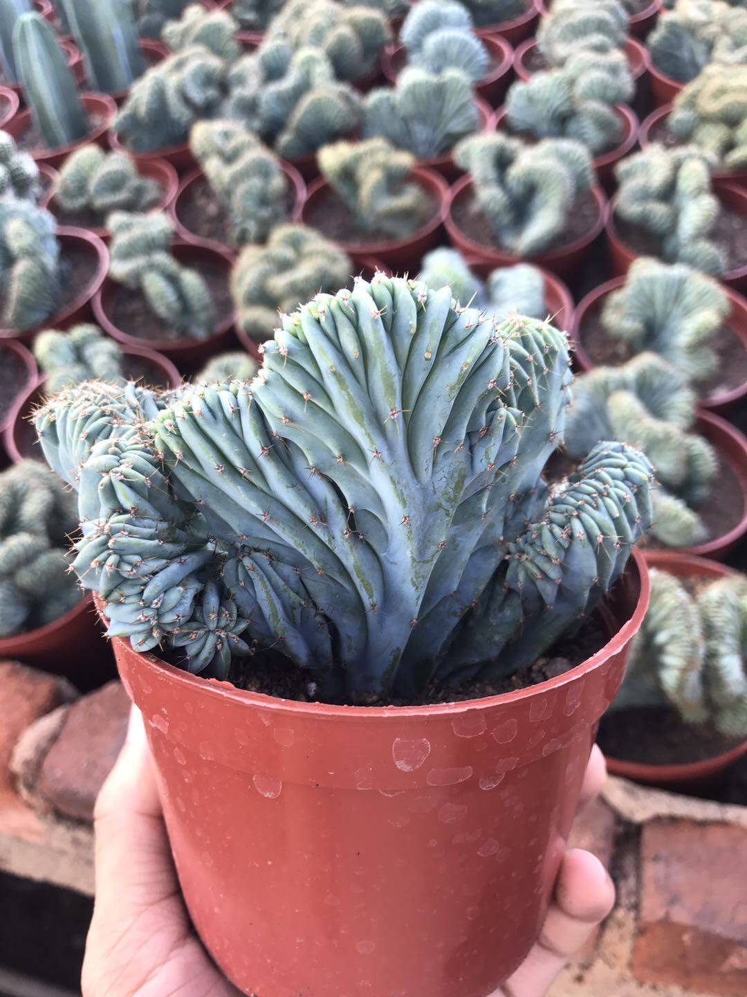 漳州嘟嘟多肉植物园艺场【龙神木缀化】仙人柱嫁接蓝色仙人球