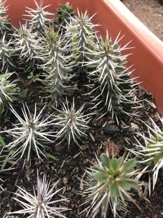 漳州嘟嘟仙人球【地狱魔针】魔域松针地域带刺高贵特别品种柱状