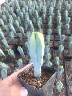 漳州嘟嘟仙人球仙人柱【实生龙神木】真实生非侧芽自根