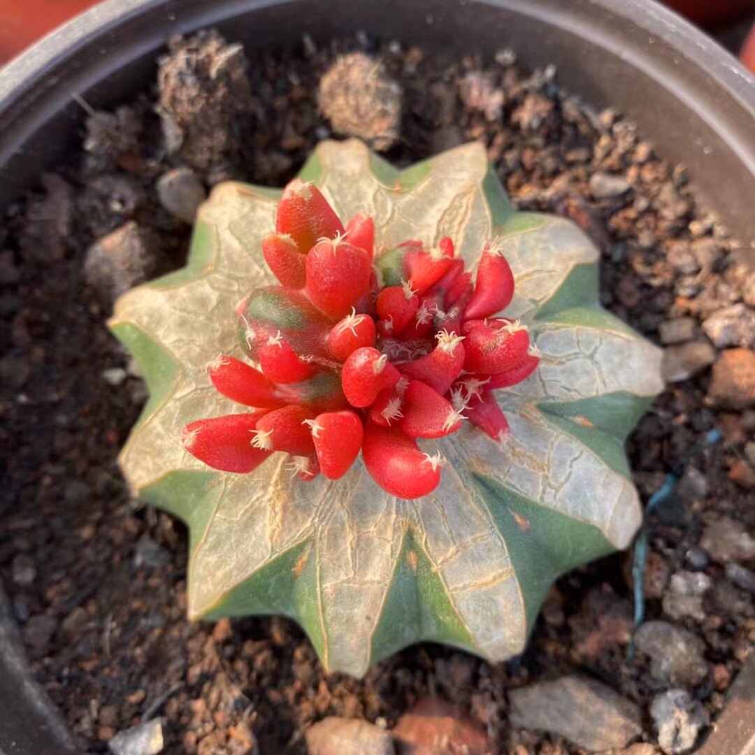 漳州嘟嘟仙人球【牡丹锦】短毛丸嫁接牡丹锦如图批 发