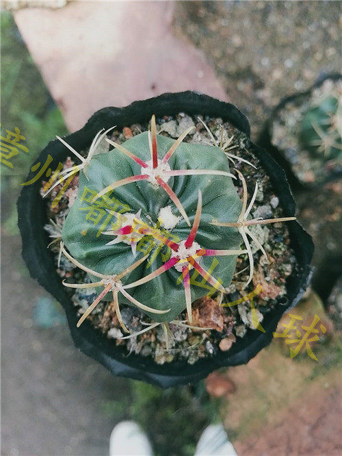 嘟嘟多肉植物 【日出】仙人掌 实生仙人球苗 迷你仙人球 星球