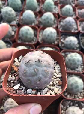 漳州仙人球习志野珍贵自根圆形